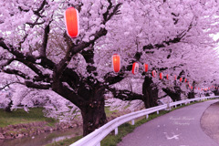 Falling cherry blossoms...