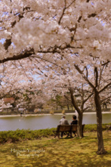 Under the cherry blossoms...