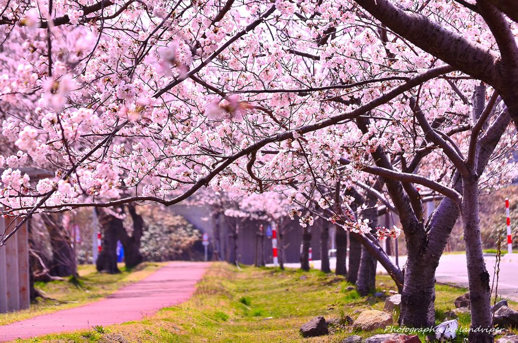 Be surrounded to a cherry tree