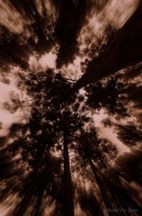 Reach for the the heavens...