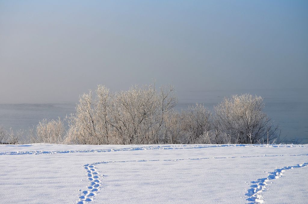The foggy rime on trees