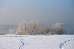 The foggy rime on trees