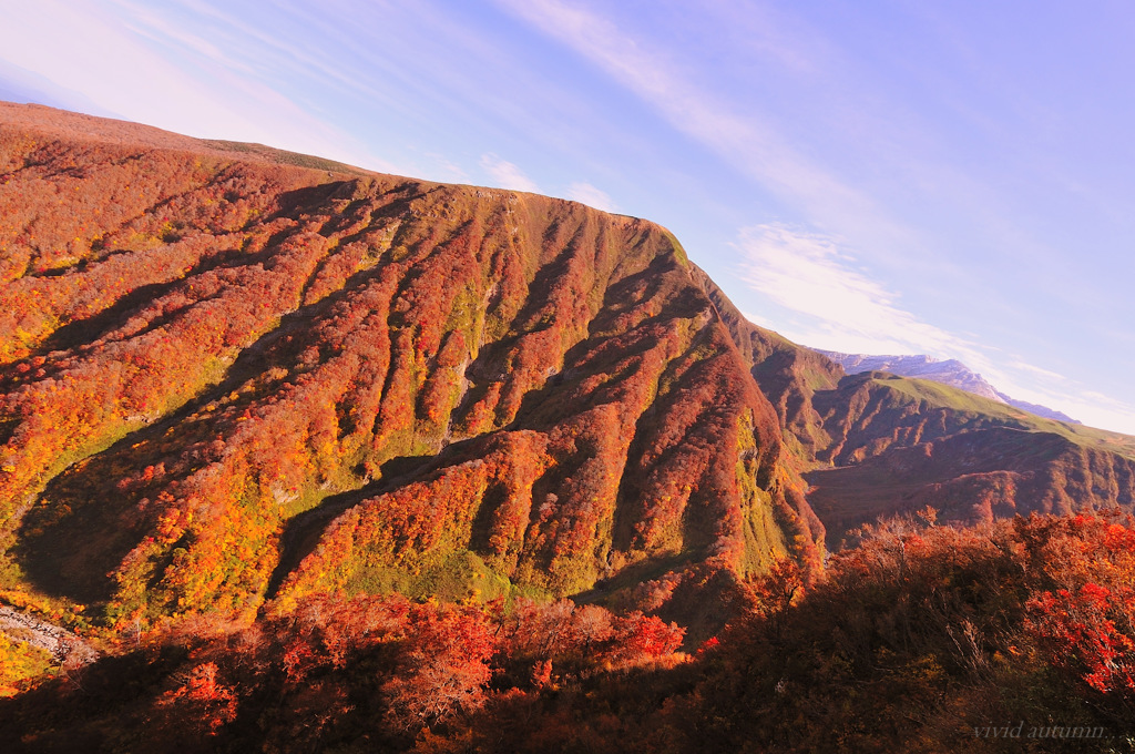 vivid autumn...