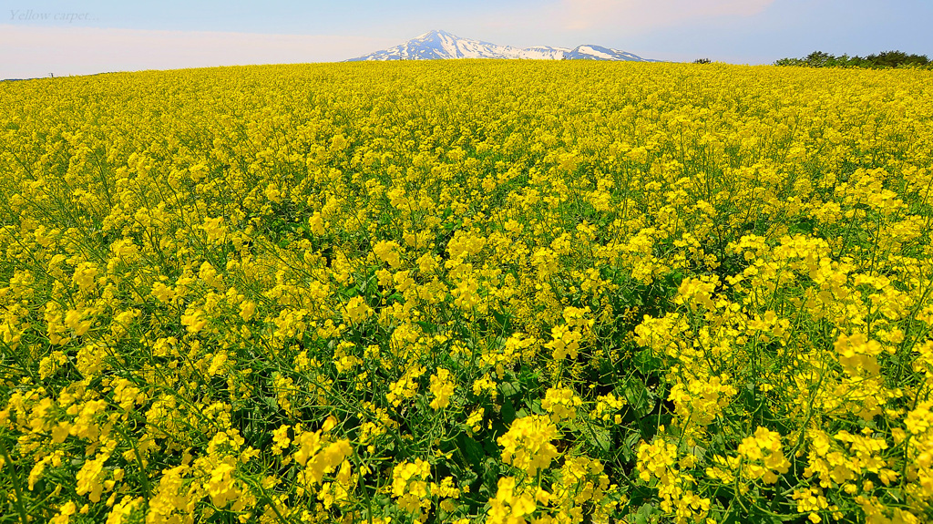 Yellow carpet...