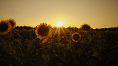 Sunflower twilight...