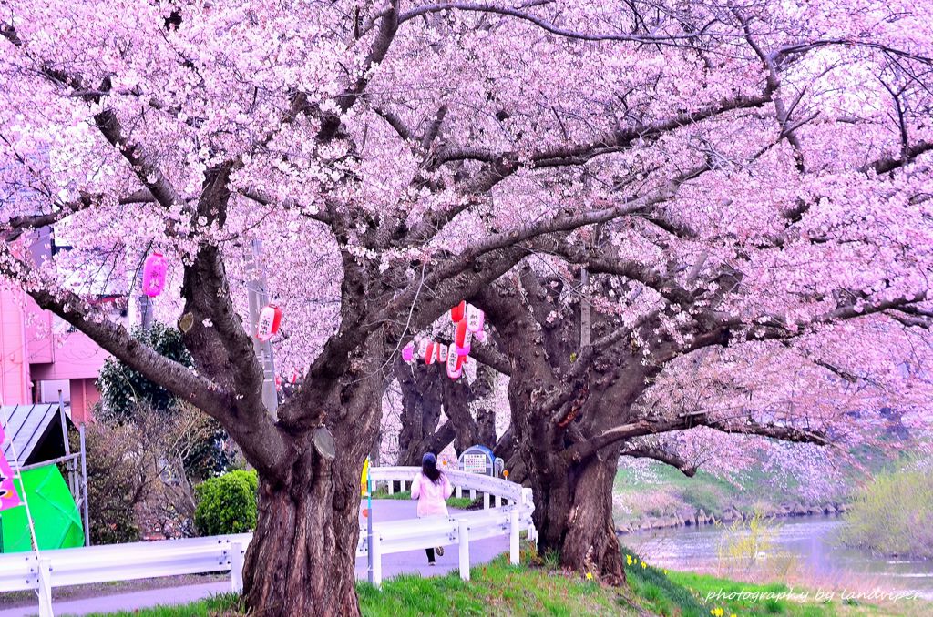 The person who runs in a cherry tree