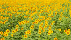Sunflower field...