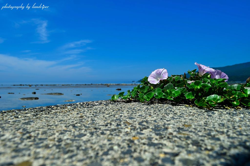 A flower and the sea