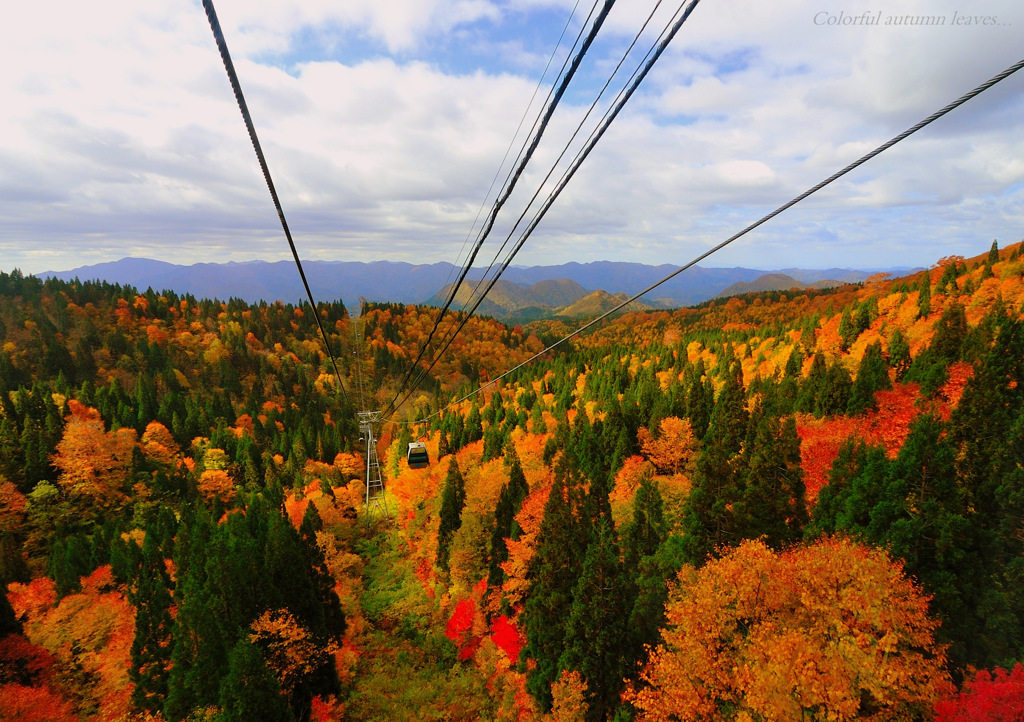 Clorful autumn leaves...