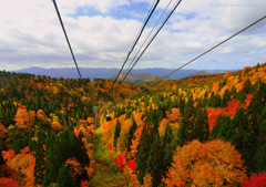 Clorful autumn leaves...