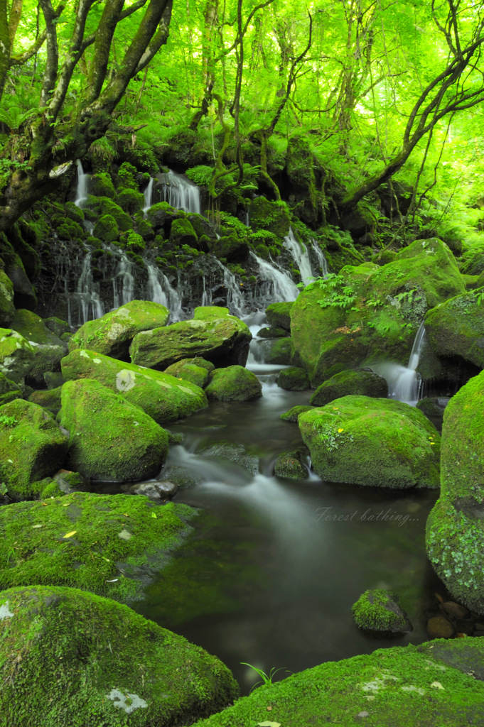 Forest bathing...