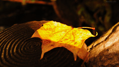 Autumn color...