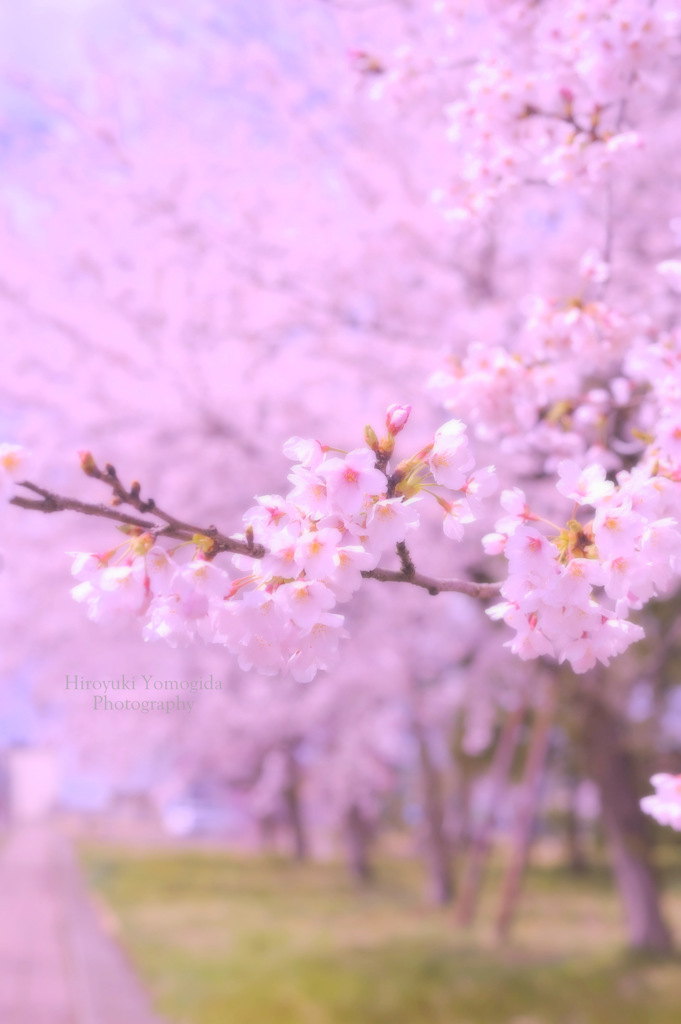 SAKURA...