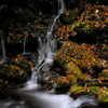 Mysterious late autumn...