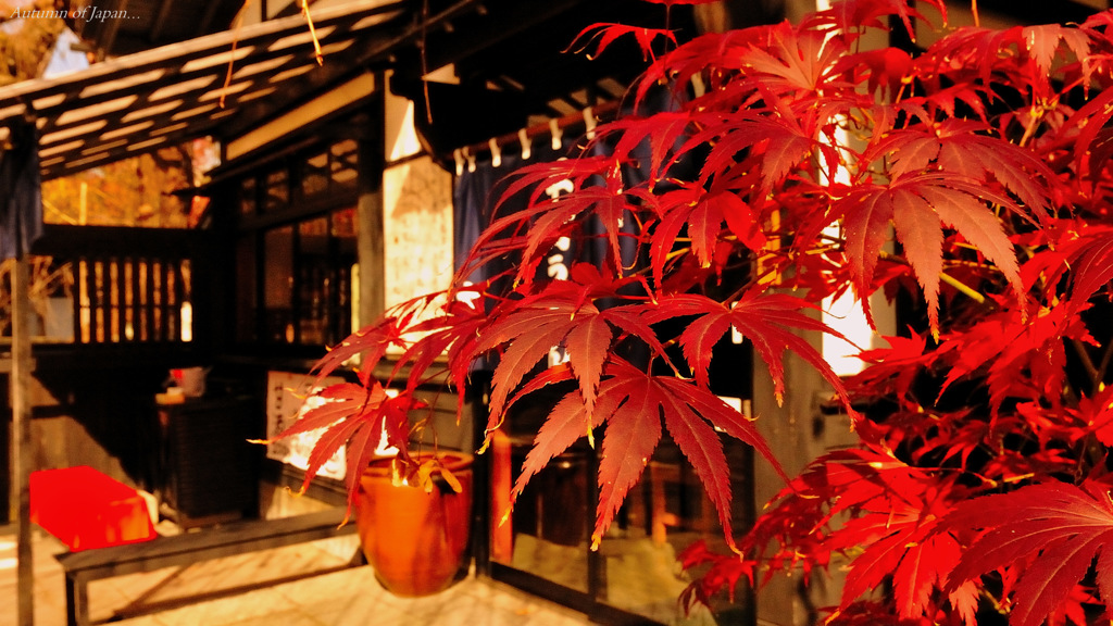 Autumn of Japan...