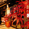 Autumn of Japan...