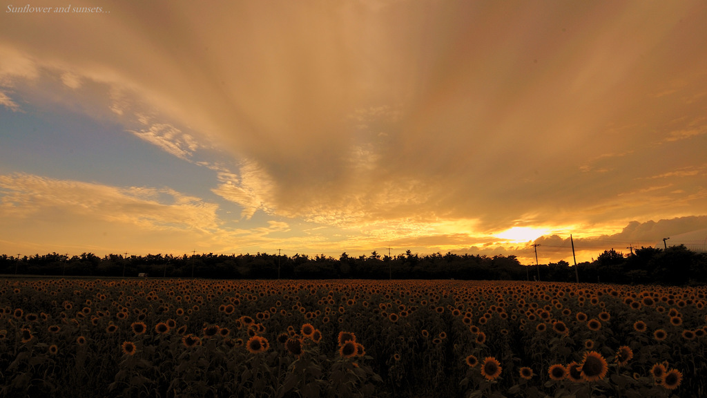 Sunflower and sunsets...