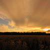 Sunflower and sunsets...