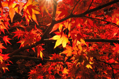 shine of autumn...