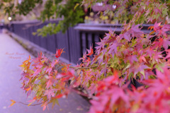 Small Kyoto...