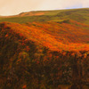 Autumn gift...