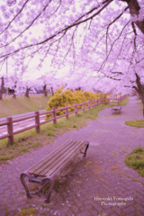 Under the cherry blossoms...