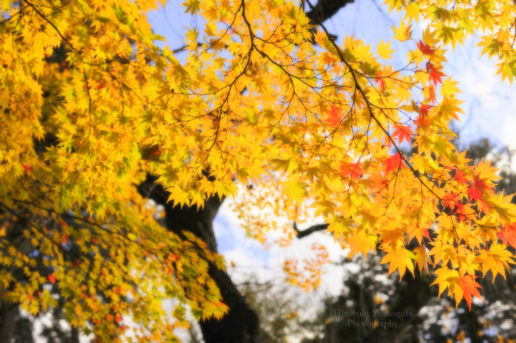 Shining autumn...
