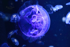 Jellyfish...