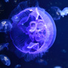 Jellyfish...