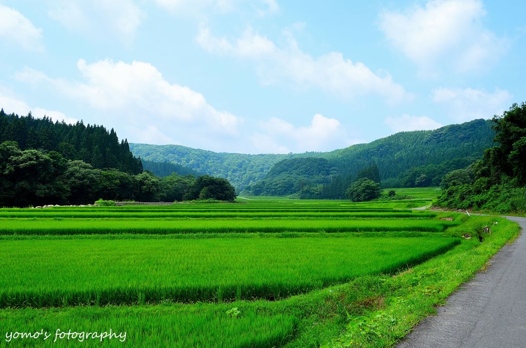 緑の絨毯
