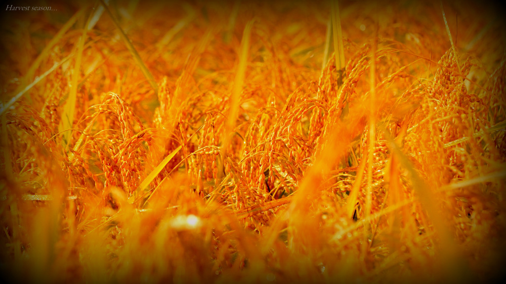 Harvest season...