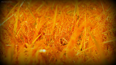 Harvest season...
