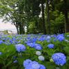 Blue Paradise...