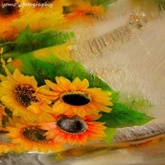 Frozen sunflower