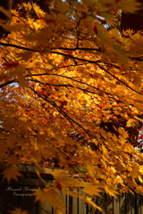 Autumn in Samurai residence...