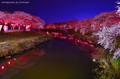 Night cherry tree
