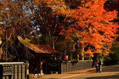 Enjoy autumn...