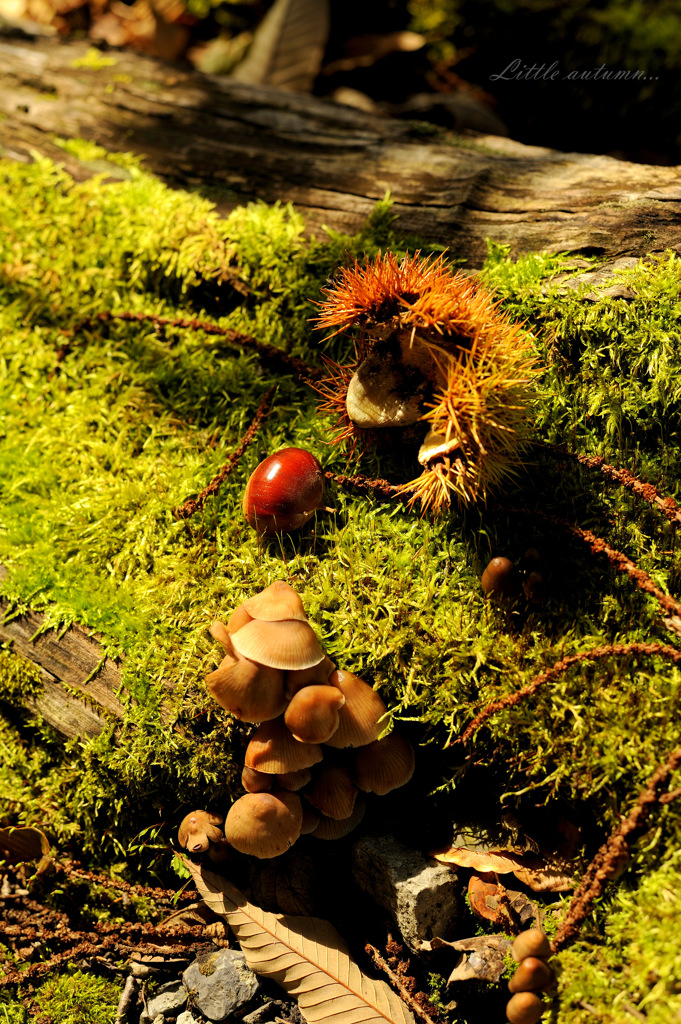 Little autumn...