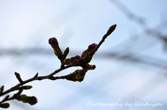 I wait for flowering