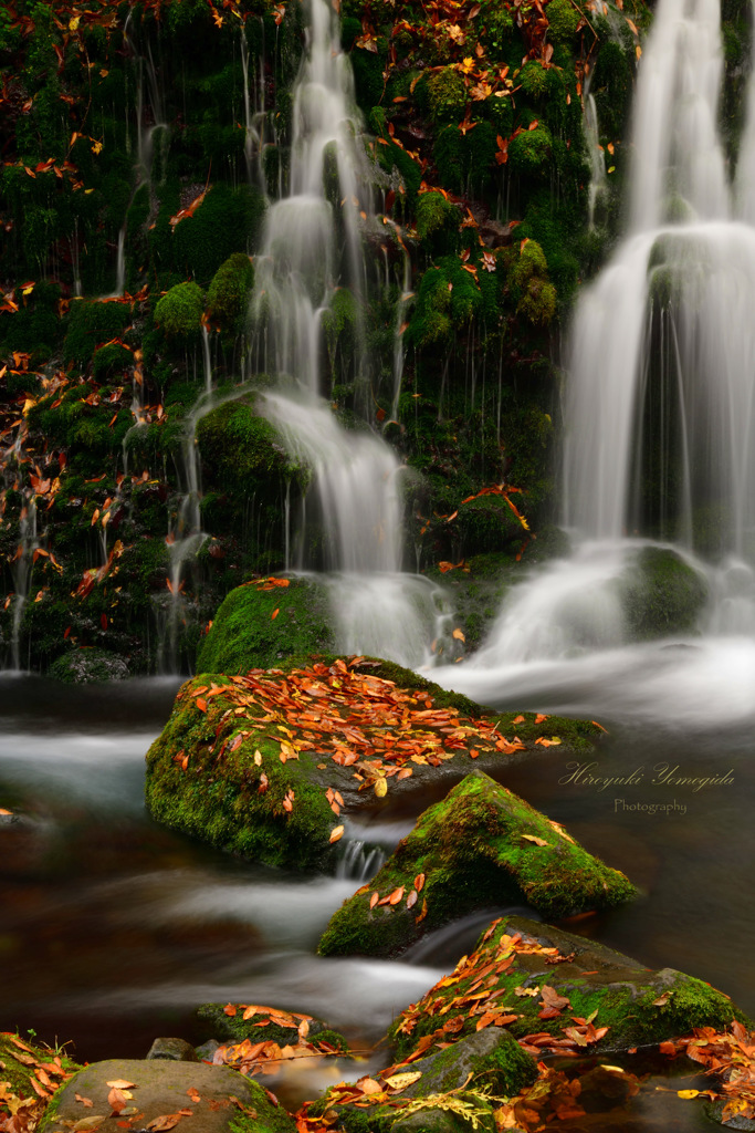 Fallen leaves...