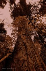 a spirit that dwells in trees...
