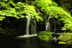 Fresh green...