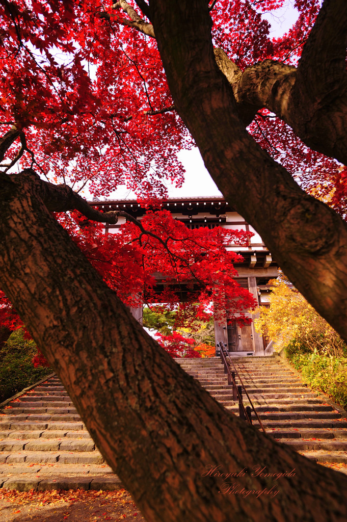 Enjoy the fall colors ...