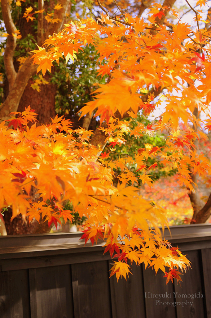 Autumn dance...