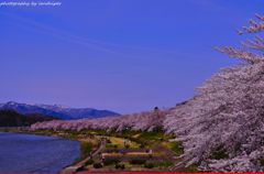 Cherry tree of the riverbed