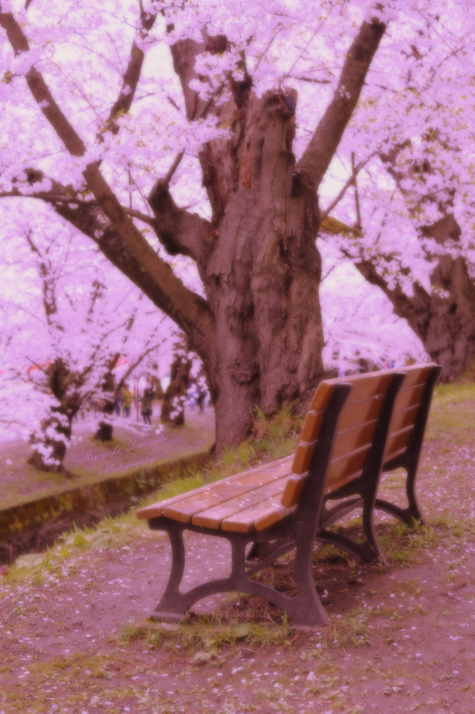 Hanami...