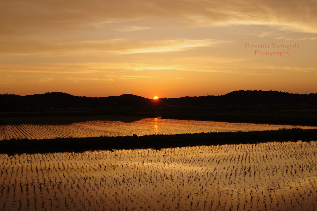Dyed in the setting sun...