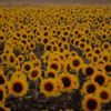 Sunflower...