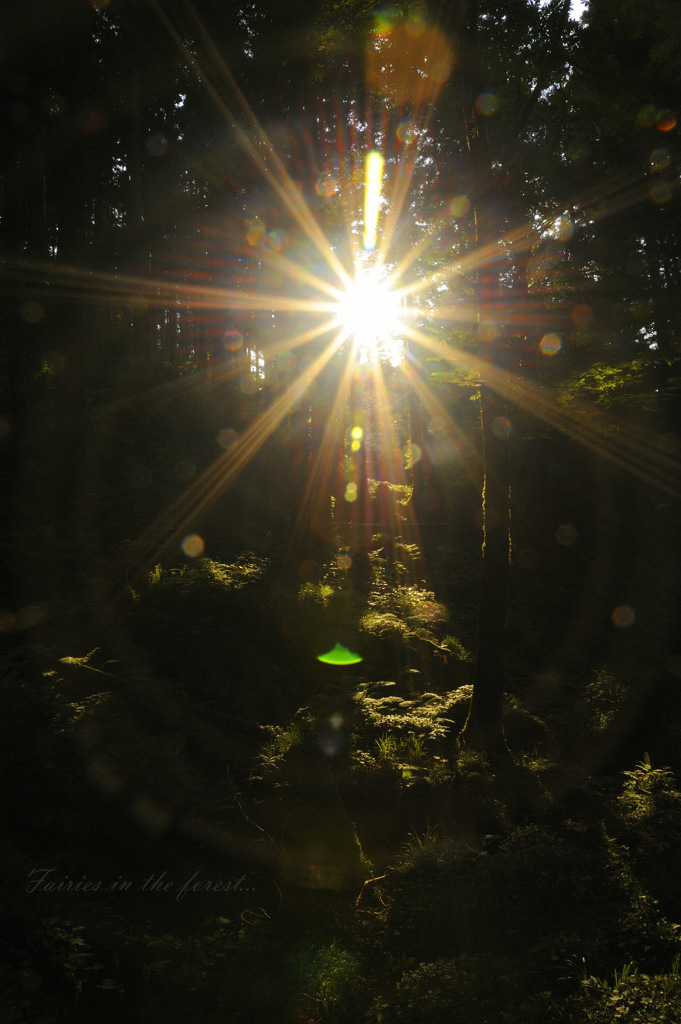Fairies in the forest...