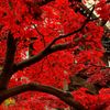 Bright red leaves